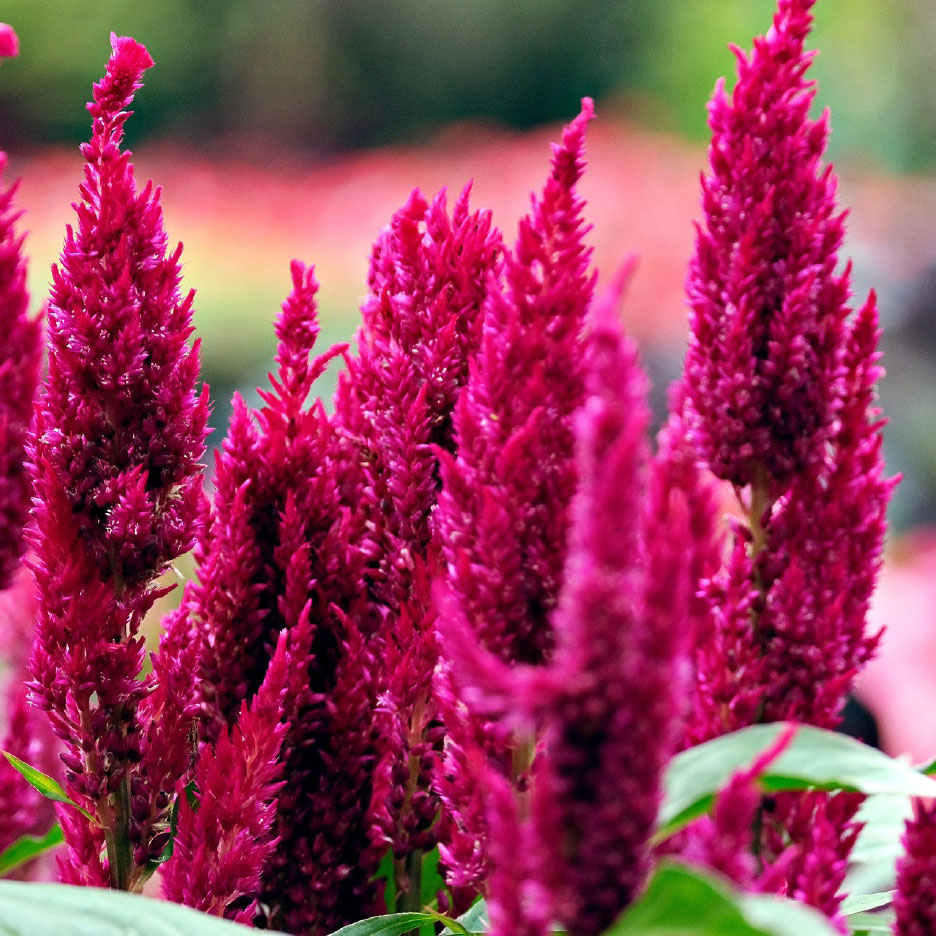 Leuchtend magentafarbene Feder-Celosia-Blüten
