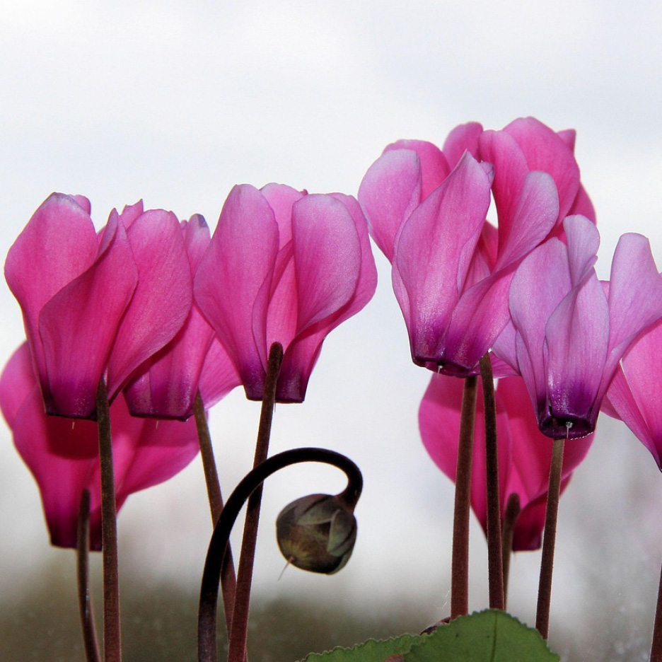 Leuchtend rosa Alpenveilchen mit einer Knospe im Vordergrund vor hellem Hintergrund.