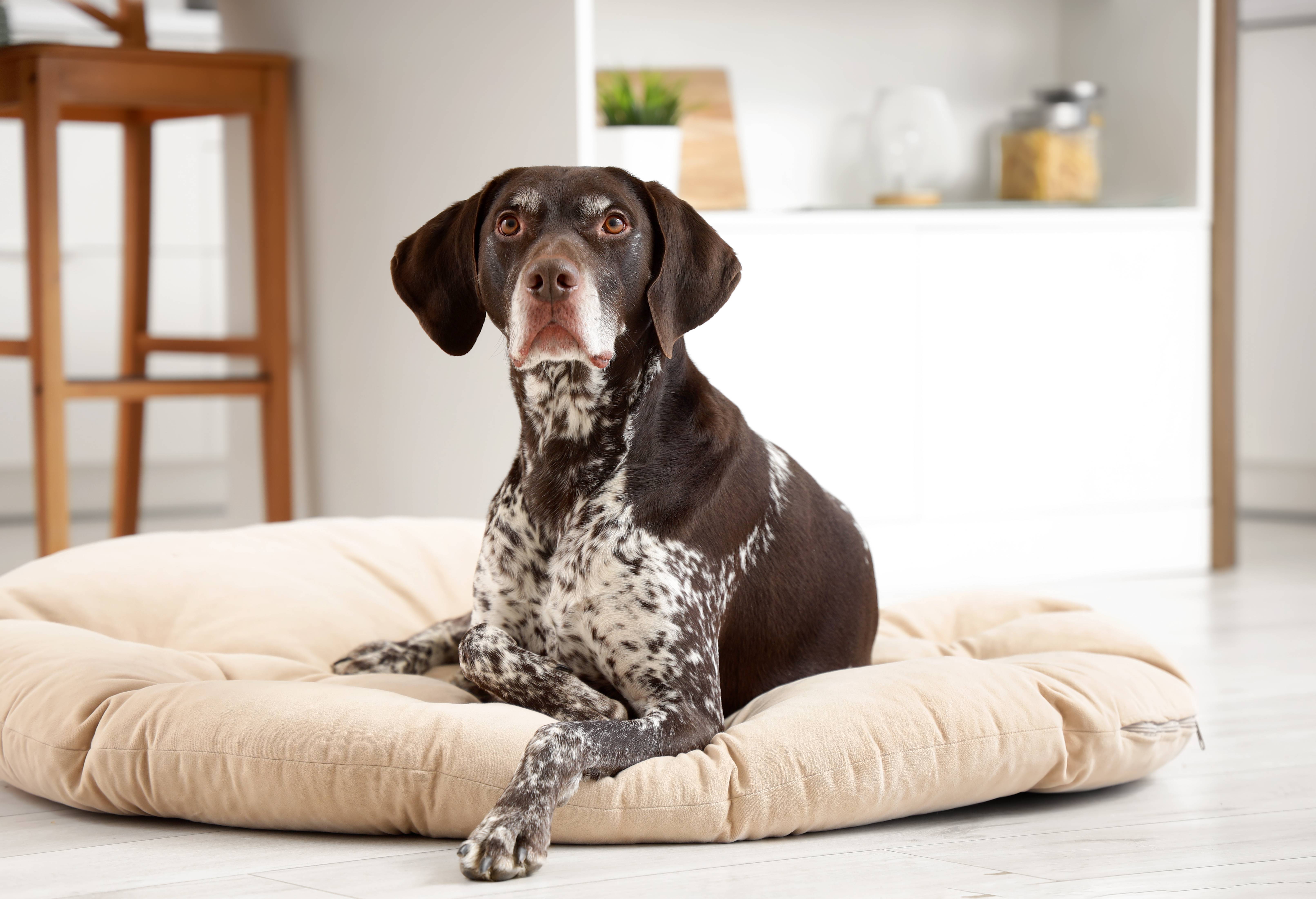 Chien brun à taches, couché sur un panier beige dans une pièce lumineuse.