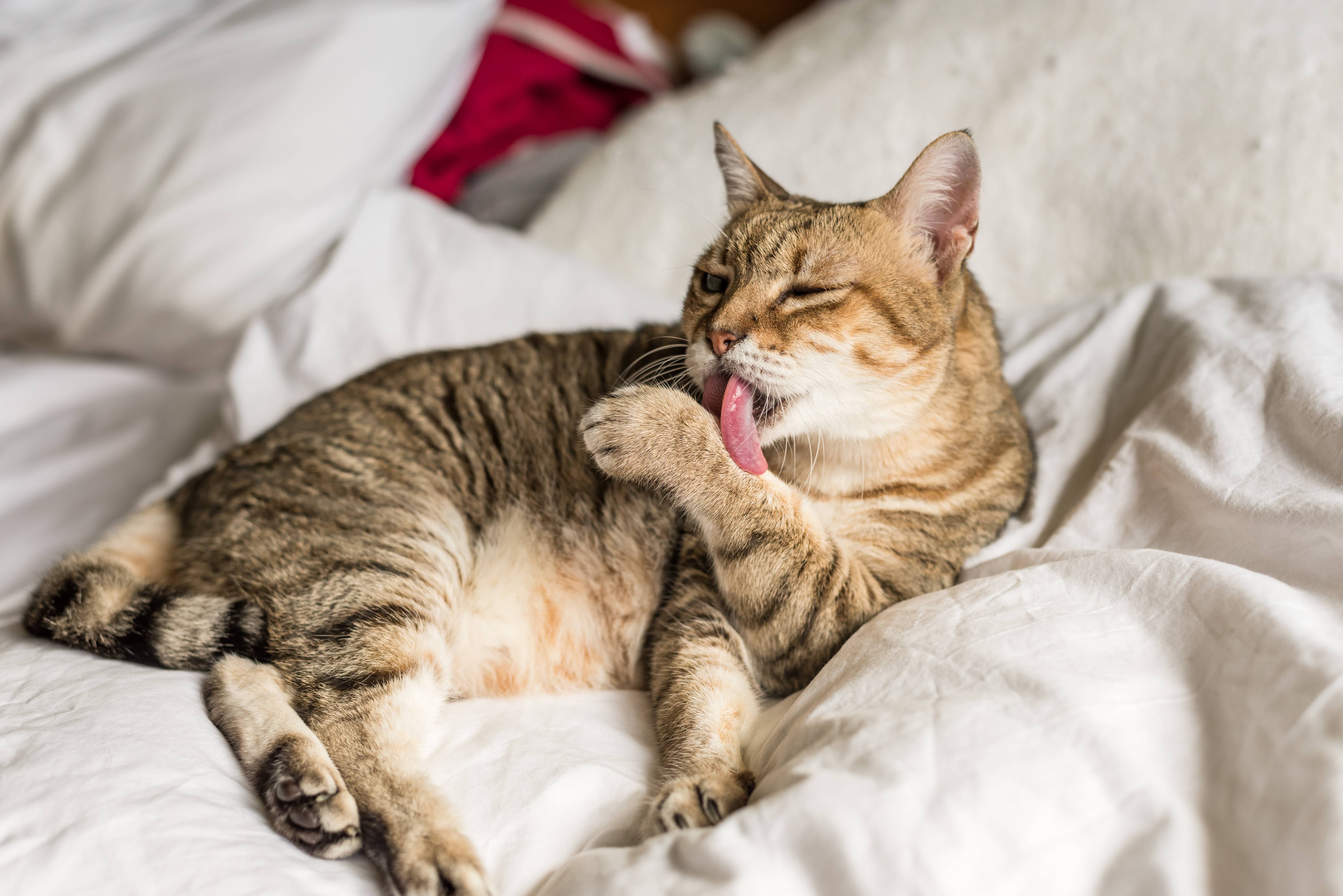 Chat tigré se toilettant sur des draps blancs.