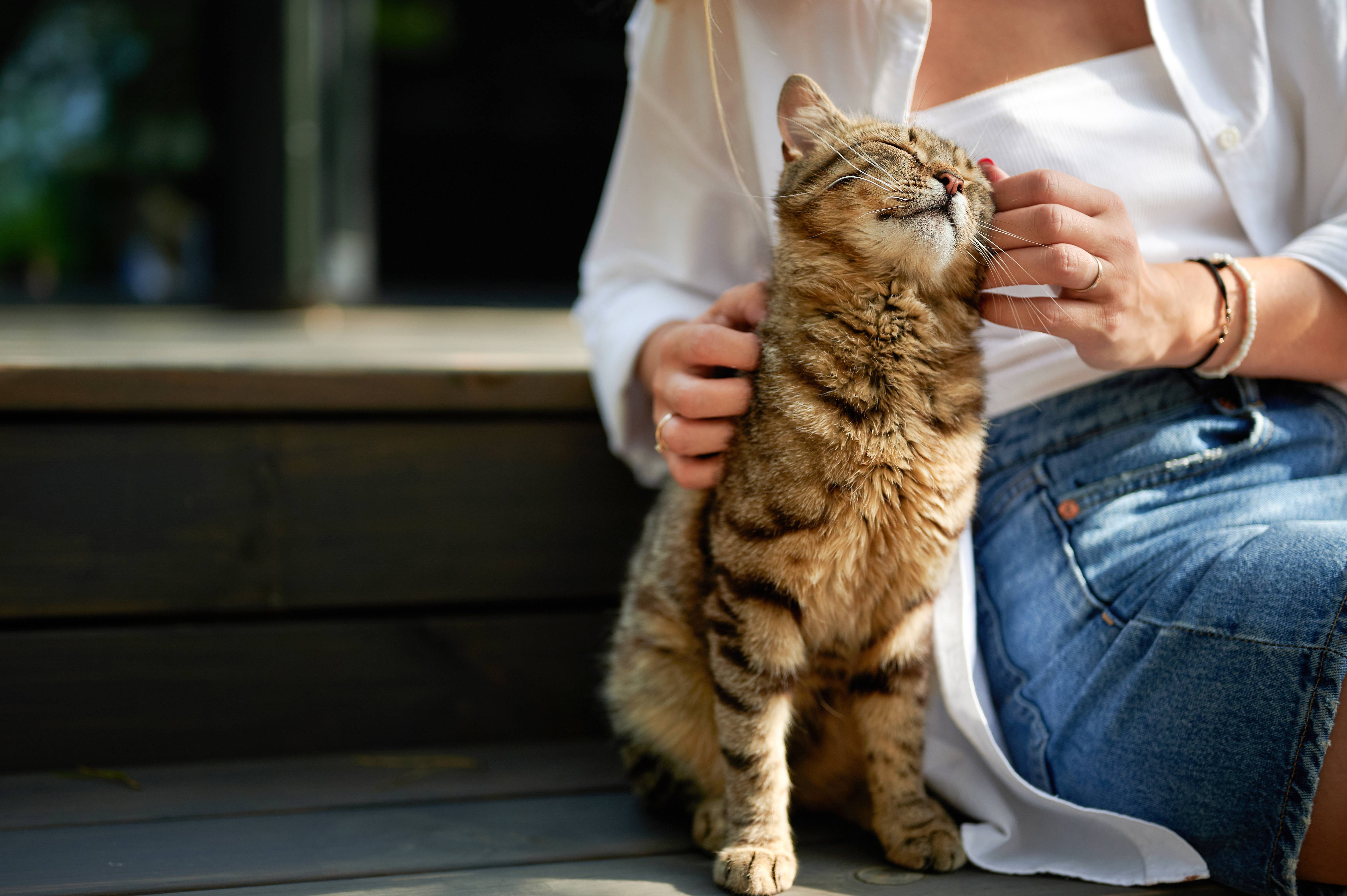Femme caressant un chat tigré qui plisse les yeux de plaisir.