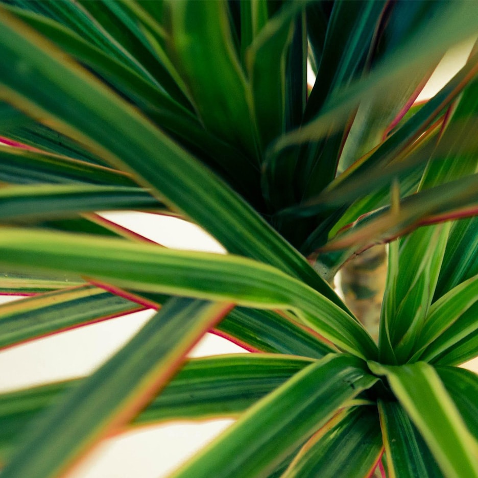 Zimmerpflanze mit grünen Blättern und roten sowie gelben Streifen, von oben gesehen.