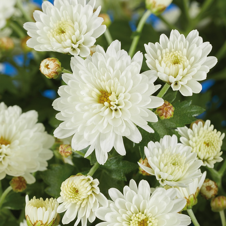 Nahaufnahme von weißen Chrysanthemen mit gelben Zentren und Knospen.