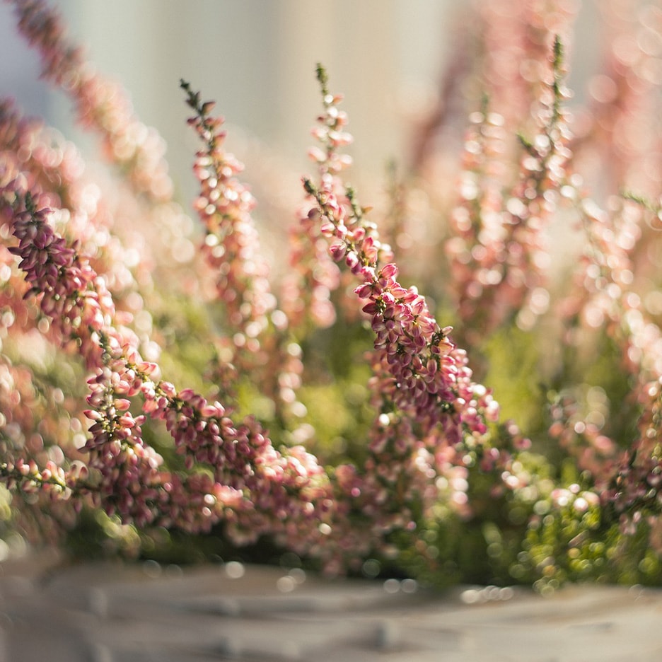 Nahaufnahme von rosa und lila Heideblüten mit unscharfem Hintergrund.