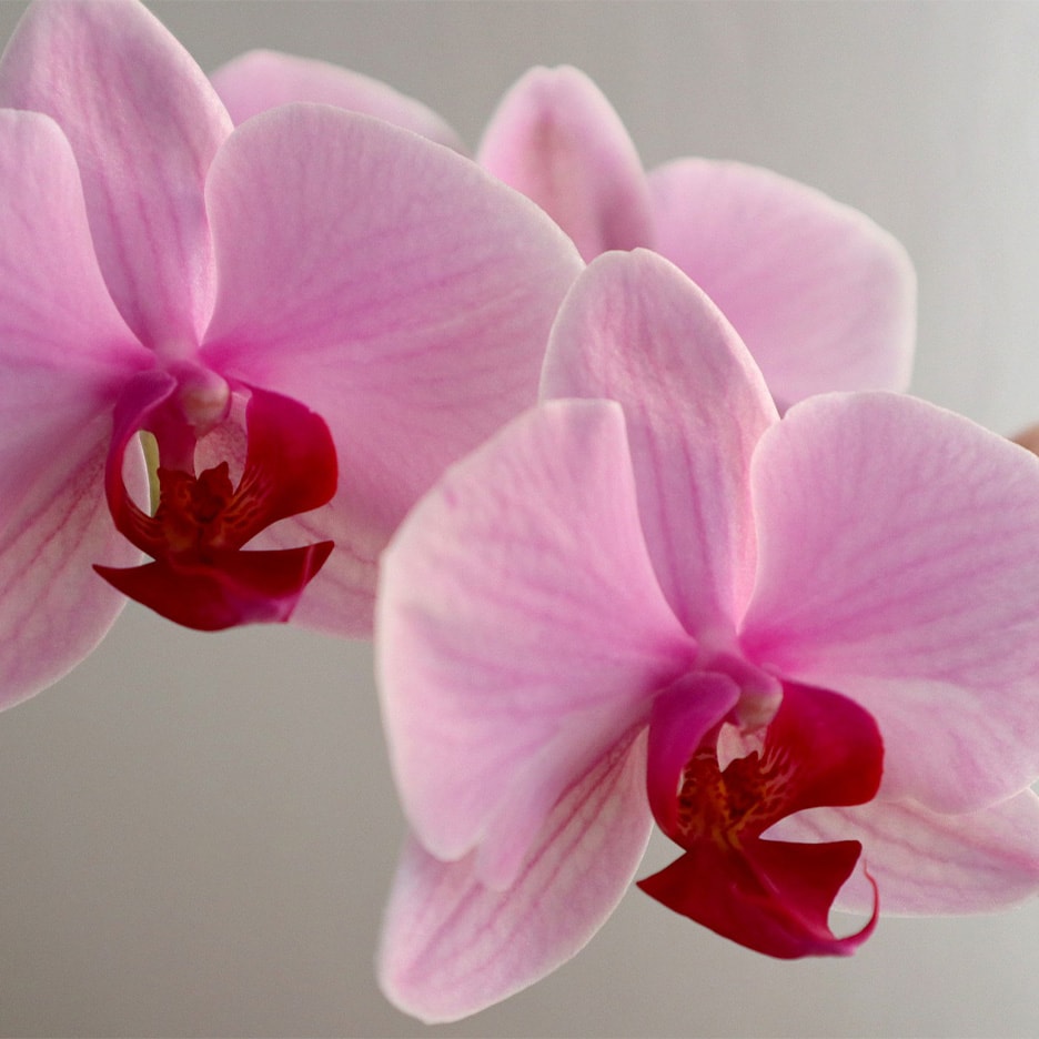 Zwei rosa Orchideen mit leuchtend roten Zentren auf hellem Hintergrund.
