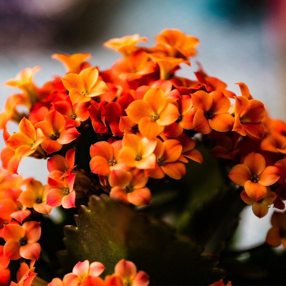 Orangefarbene Kalanchoe-Blüten im Vordergrund mit unscharfem Hintergrund.