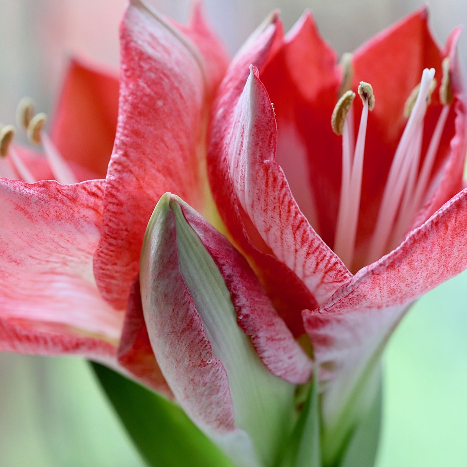 Nahaufnahme einer leuchtend rot-weiß gestreiften Amaryllisblüte mit sichtbaren Staubblättern.