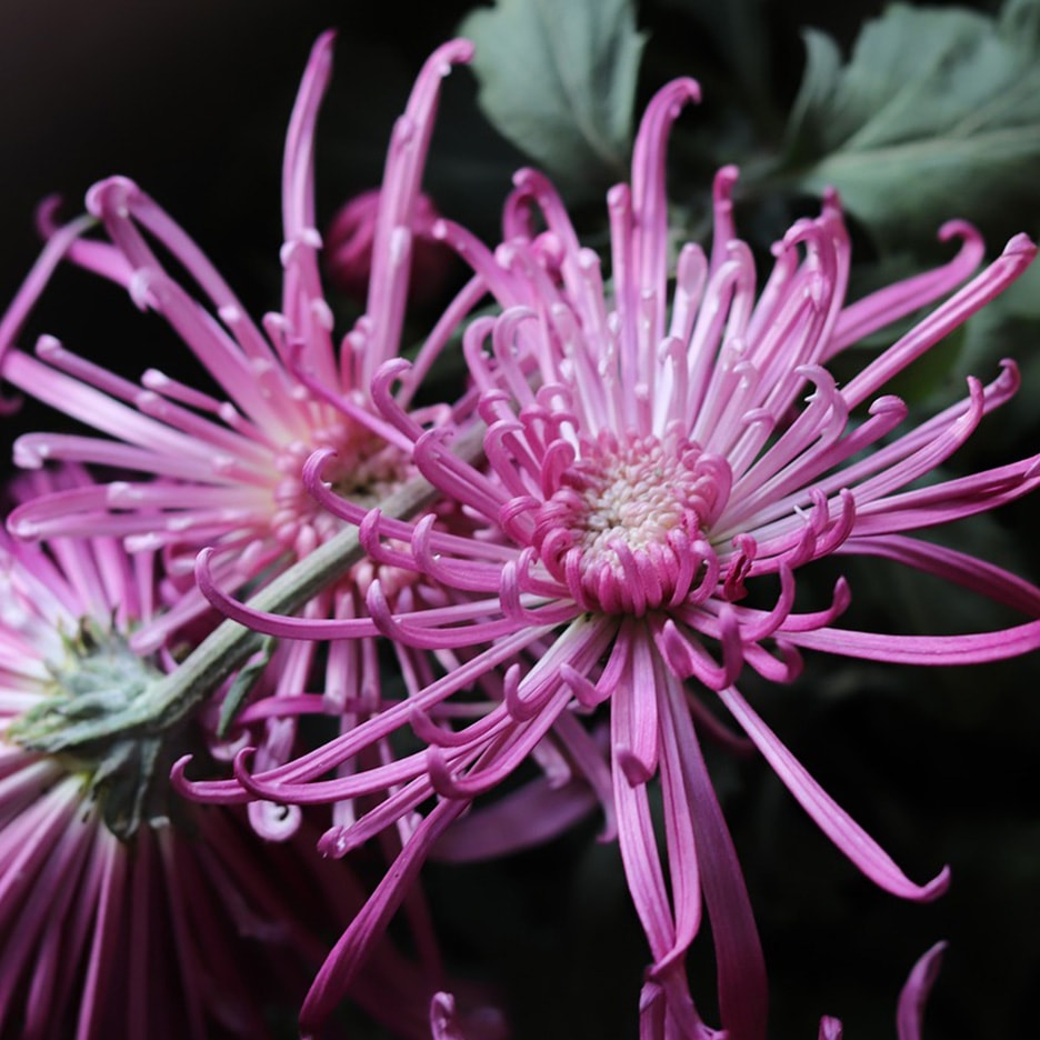 Nahaufnahme von leuchtend rosa Spinnenchrysanthemen vor dunklem Hintergrund.