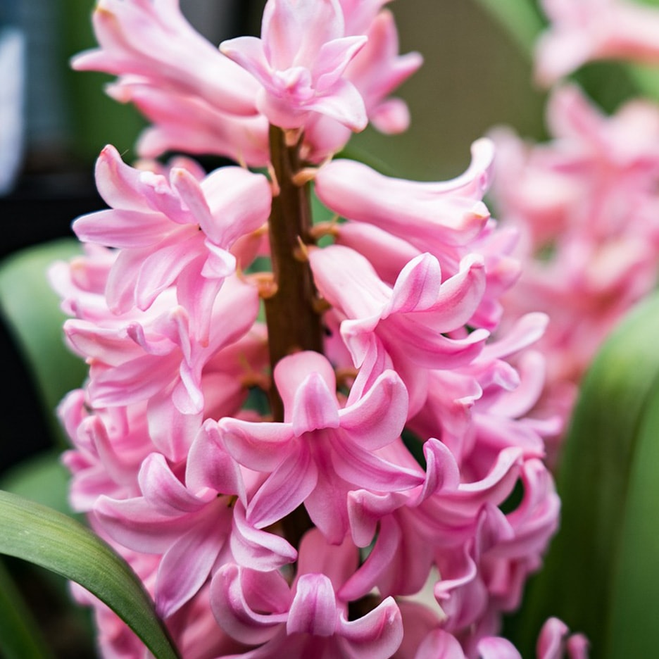 Nahaufnahme einer rosa Hyazinthe mit grünen Blättern