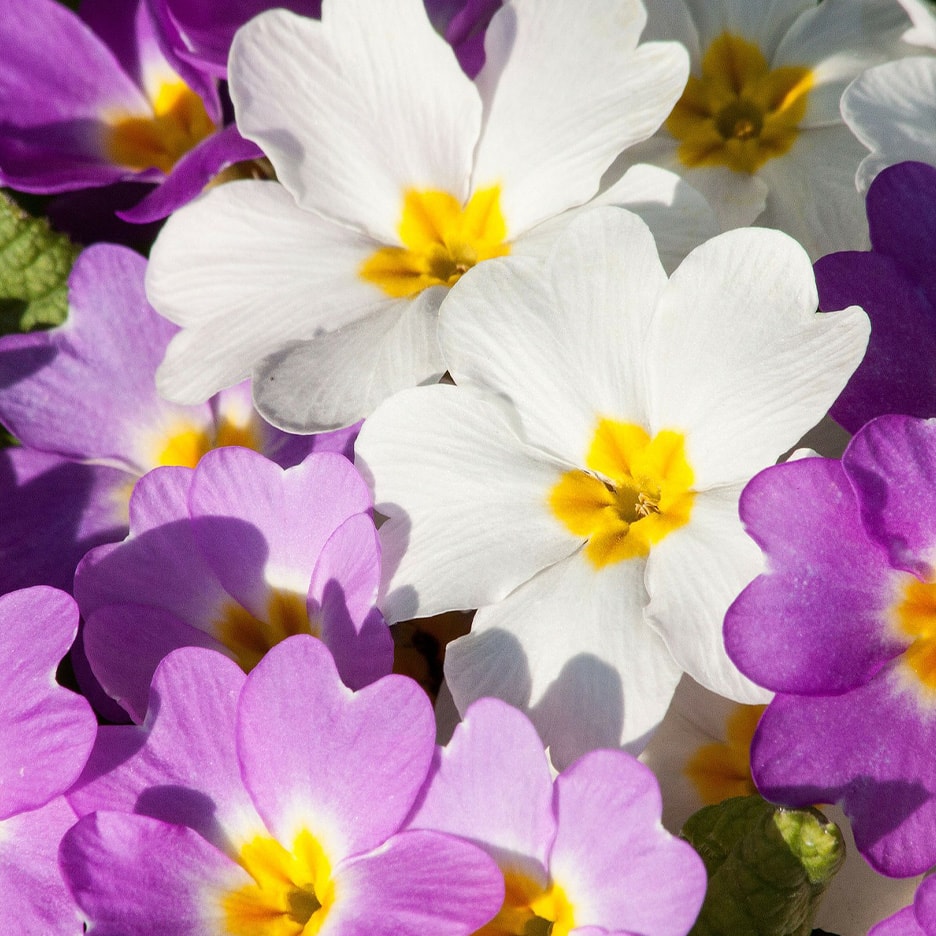 Nahaufnahme von weißen und lila Primeln mit gelben Zentren, teilweise unscharf.