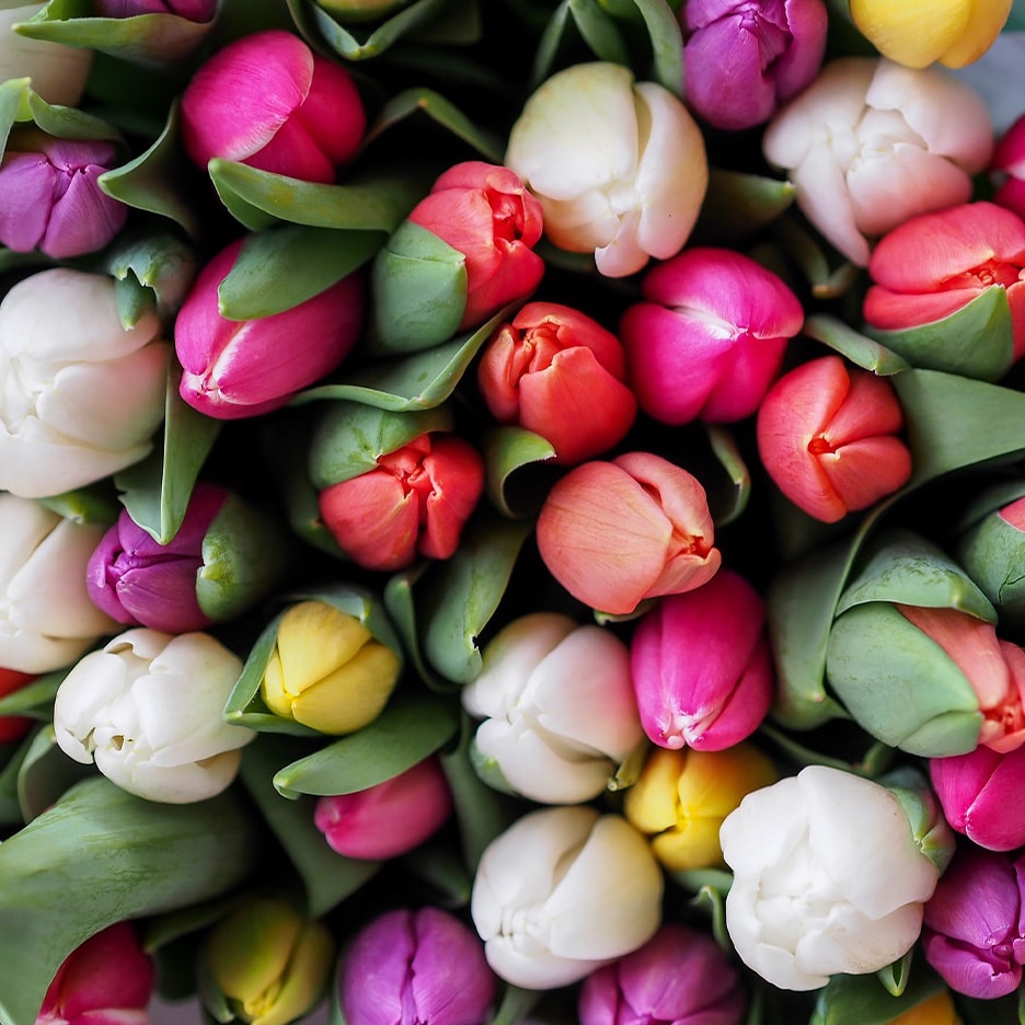Bunte Tulpen in verschiedenen Farben wie Pink, Weiß, Gelb und Orange