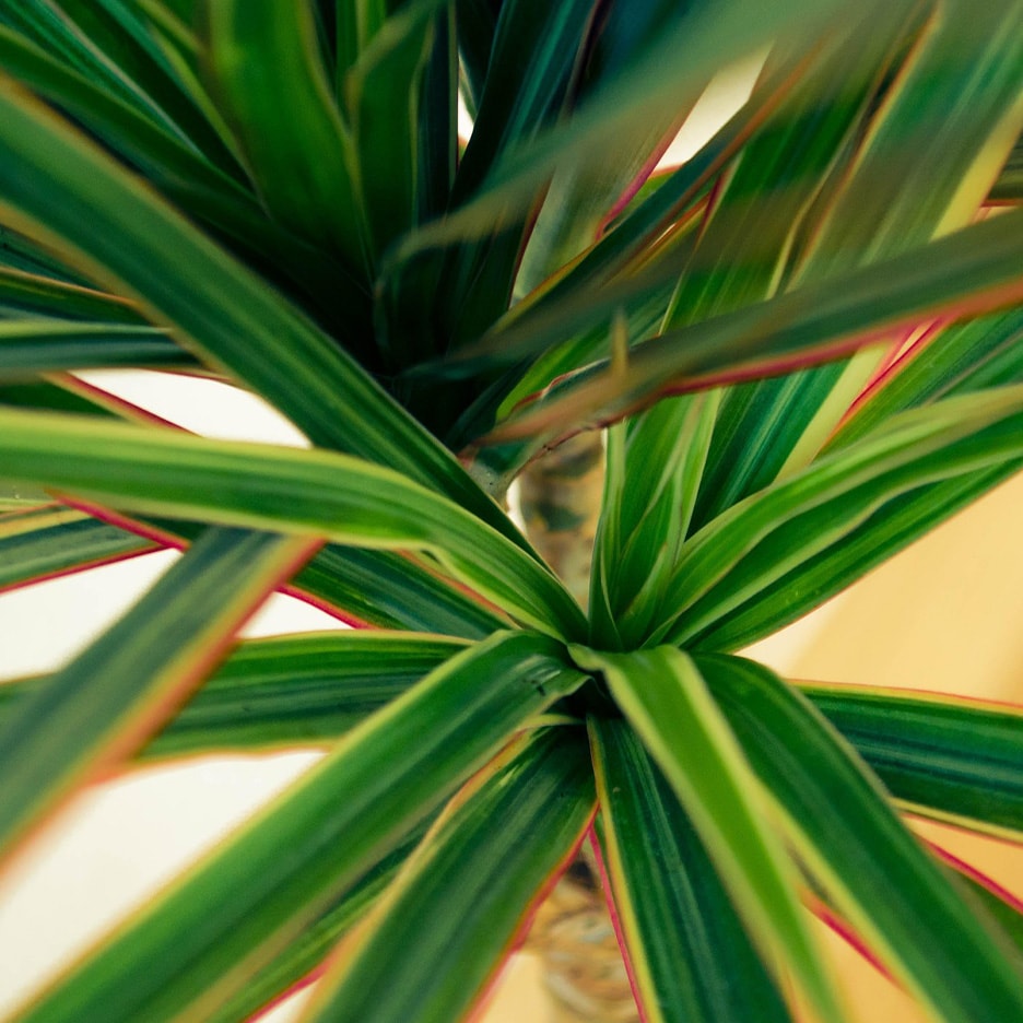 Nahaufnahme einer Drachenbaum-Pflanze mit grünen Blättern und roten Rändern
