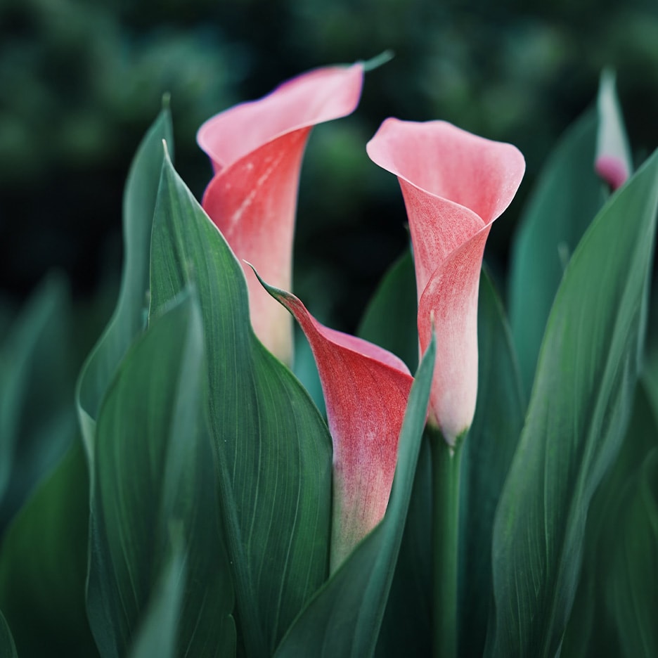 Wunderschöne rosa Calla-Lilien mit üppig grünen Blättern