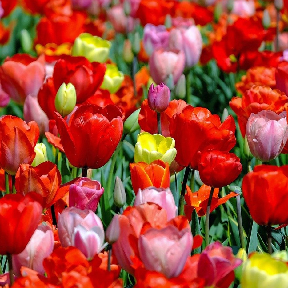 Blühendes Feld bunter Tulpen in Rot-, Gelb- und Rosatönen.