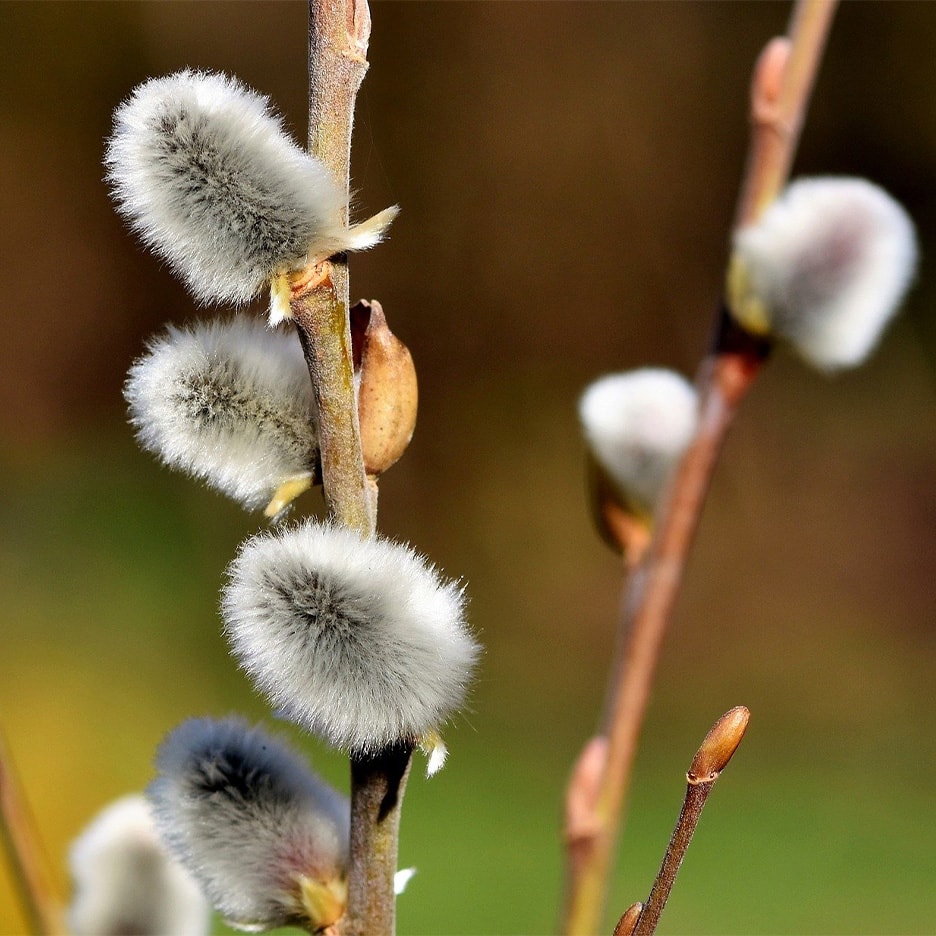 Flauschige graue Weidenkätzchen an braunen Zweigen, mit unscharfem Hintergrund.