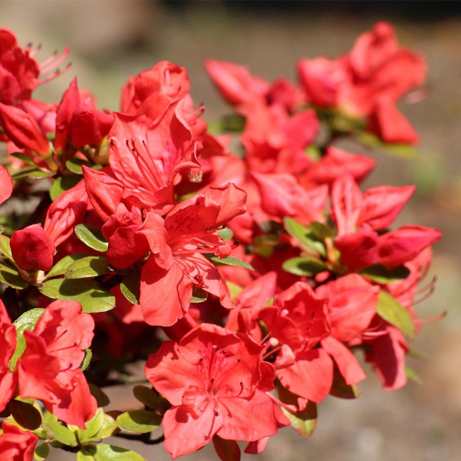 Leuchtend rote Azaleenblüten mit grünen Blättern in voller Blüte.
