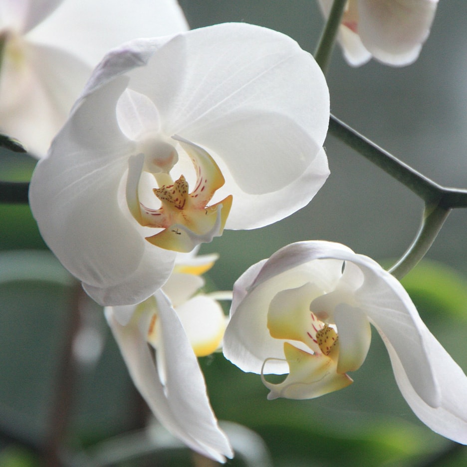 Weiße Orchideen mit gelben und roten Zentren, auf einem unscharfen grünen Hintergrund.