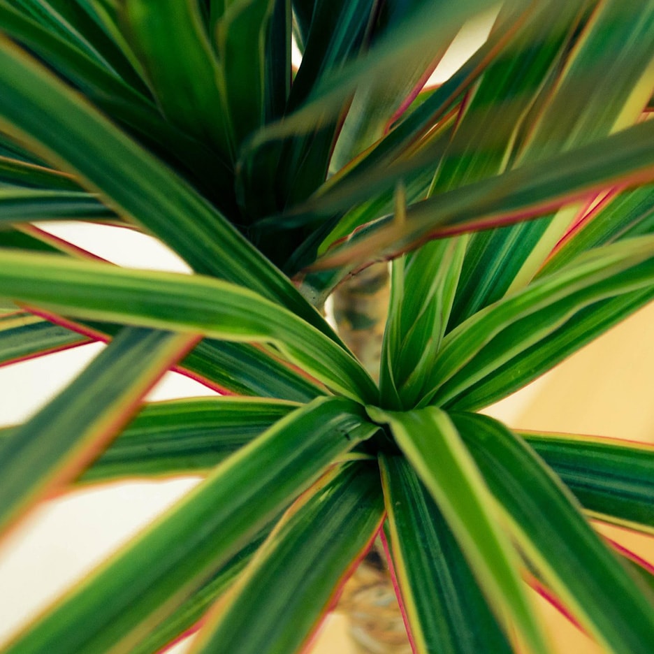 Gros plan d'une plante de dracaena aux feuilles vertes et aux bords rouges.
