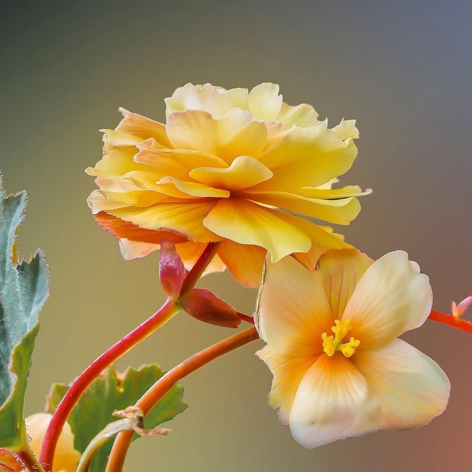 Gros plan de fleurs de bégonia jaunes et pêche avec des feuilles vertes.