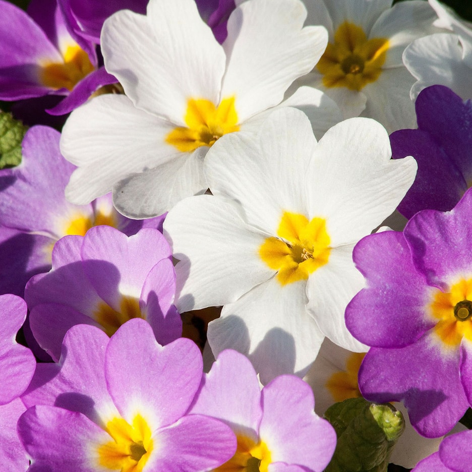 Nahaufnahme von weißen und lila Primelblüten mit gelber Mitte
