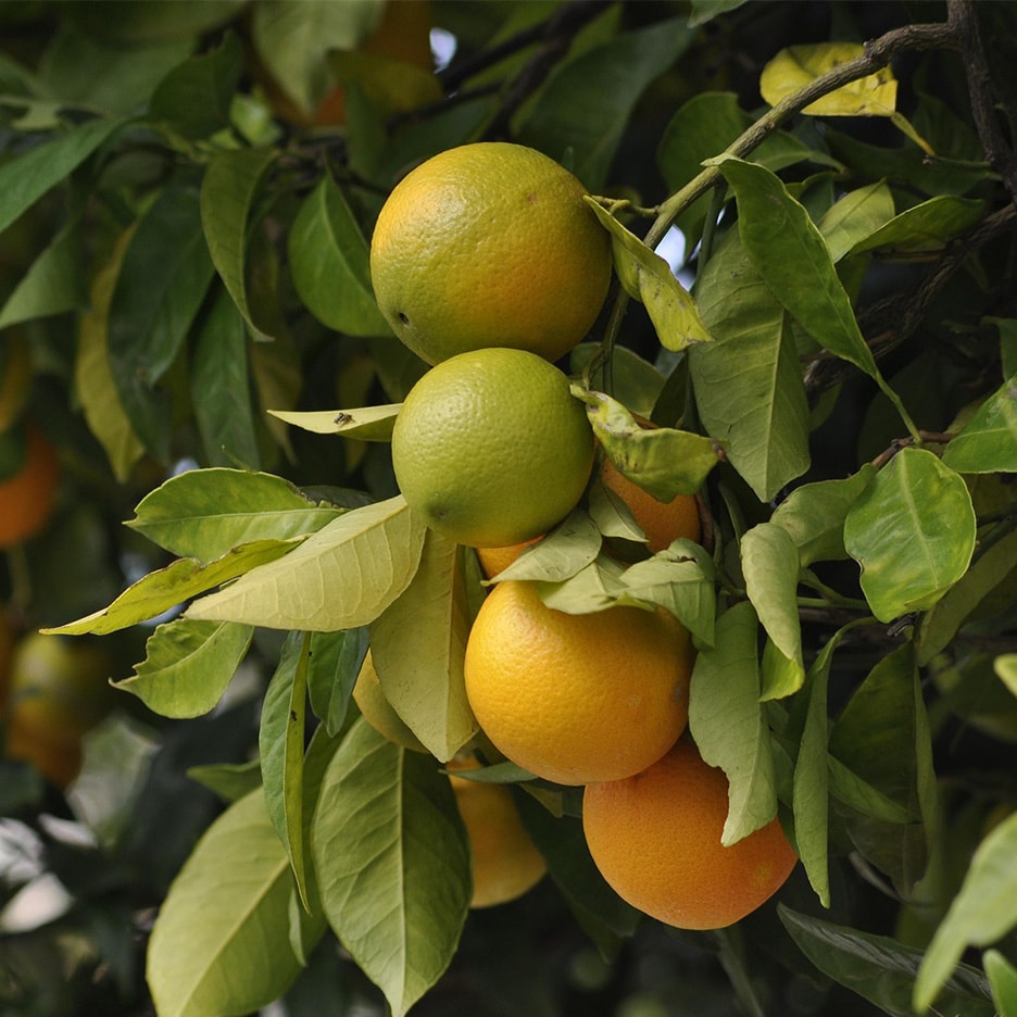 Reife und unreife Orangen und Limetten an einem Baum, umgeben von grünen Blättern.