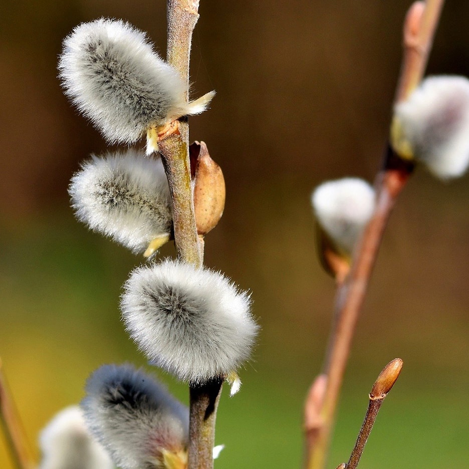 Flauschige Weidenkätzchen an einem Zweig, die den Frühling symbolisieren.