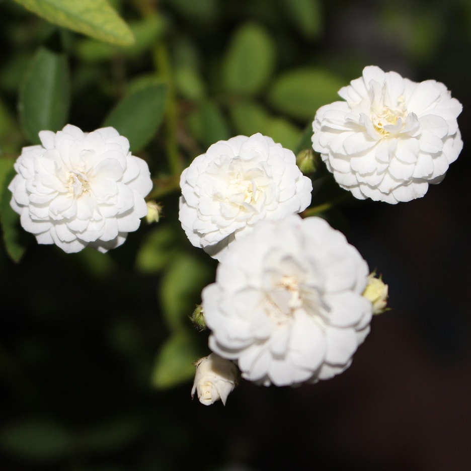Vier weiße Rosenblüten mit grünen Blättern im Hintergrund.