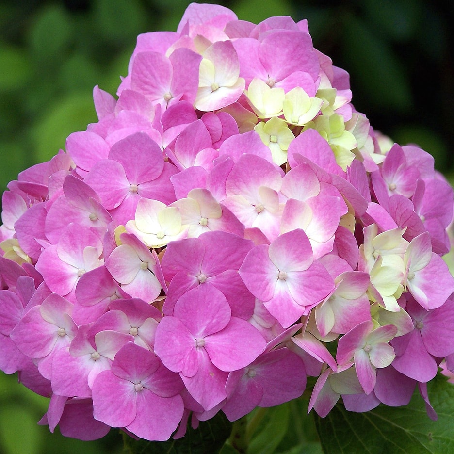 Gros plan sur une fleur d'hortensia rose et blanche avec un feuillage vert flou en arrière-plan.
