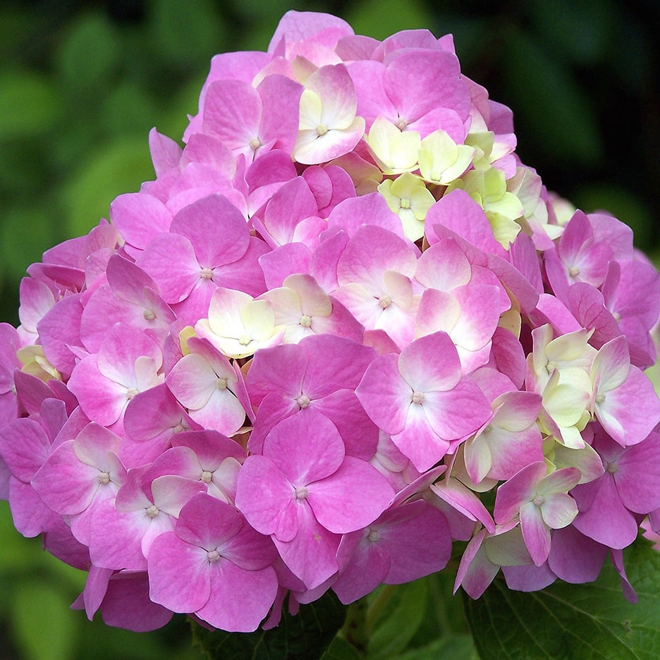 Nahaufnahme einer rosa und weißen Hortensienblüte.
