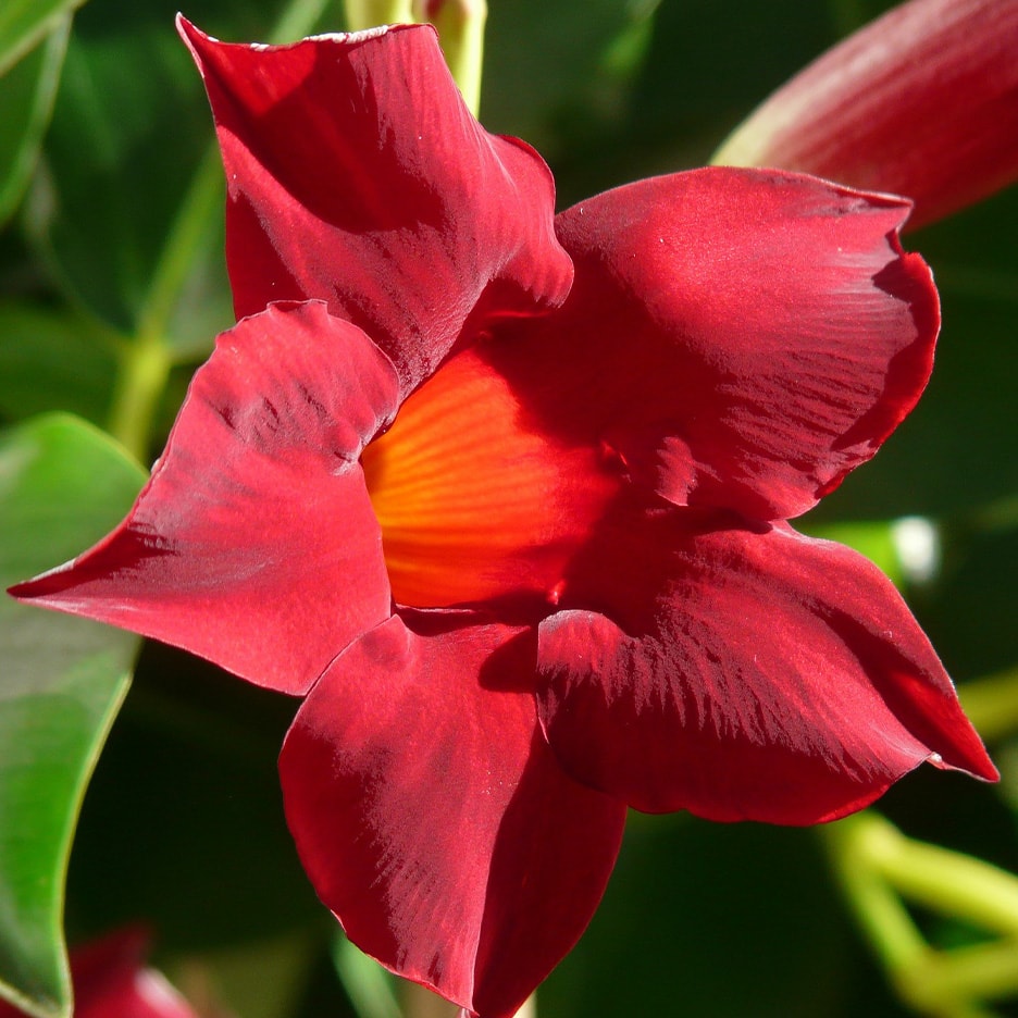 Eine dunkelrote Blüte mit leuchtend orangefarbener Mitte, auf verschwommenem grünem Hintergrund.