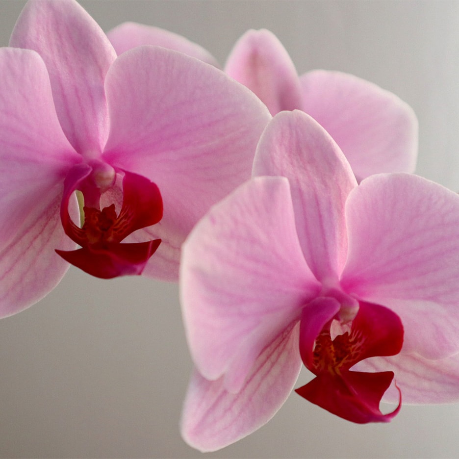 Zwei rosa Orchideen mit roten Blütenmitten auf hellem Hintergrund.