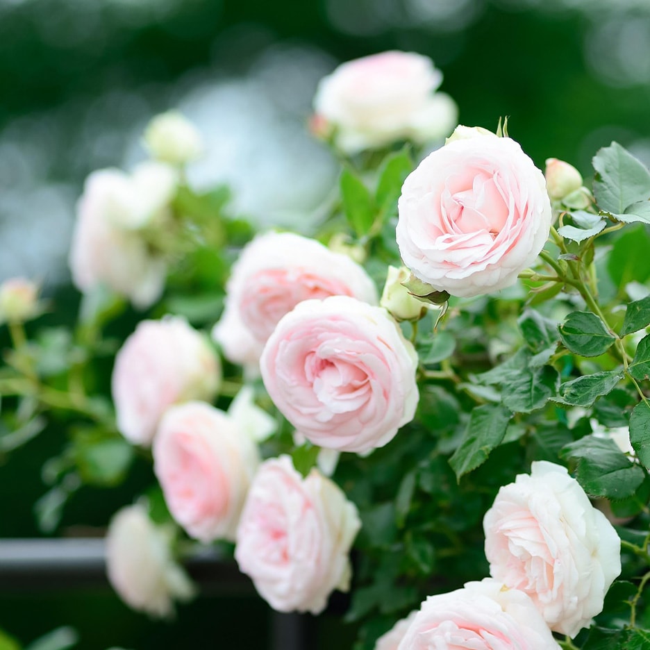 Hellrosa Rosen blühen an einem grünen Strauch.