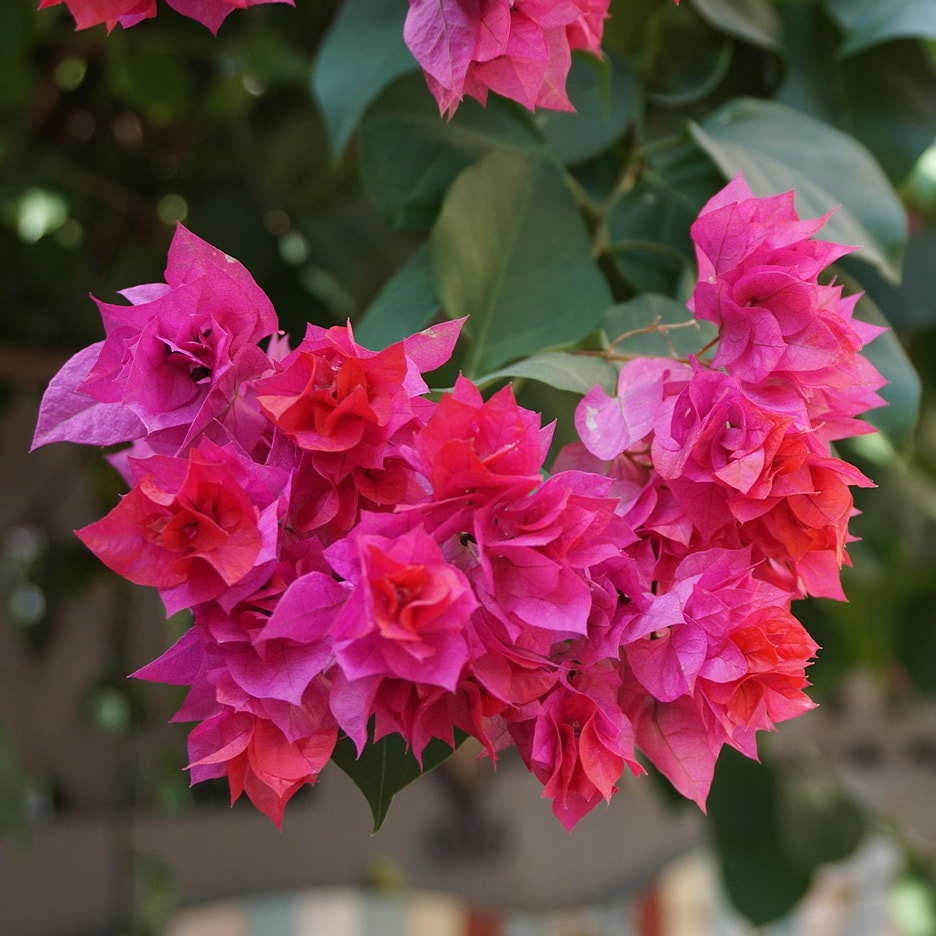 Rosa und rote Bougainvillea-Blüten mit grünen Blättern im Hintergrund.