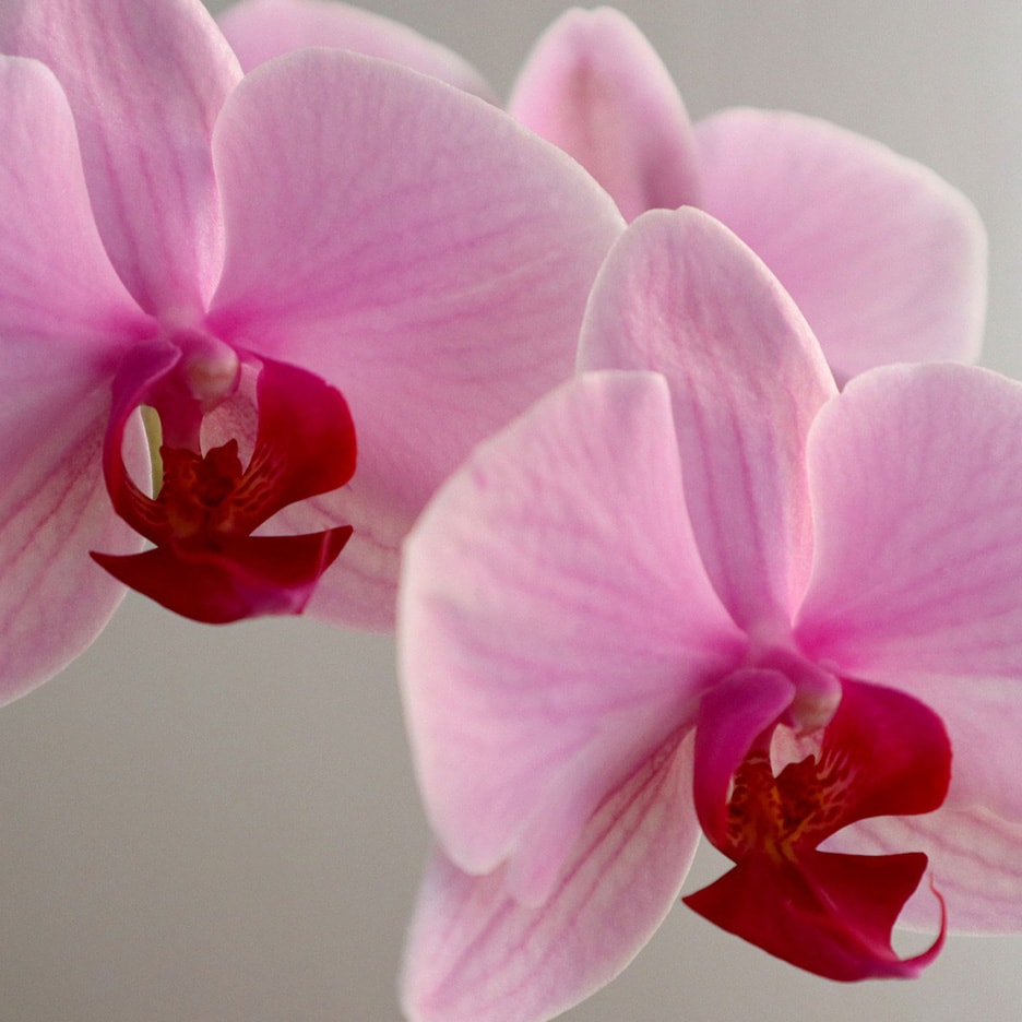 Zwei rosa Orchideen mit leuchtend roten Zentren vor hellem Hintergrund.