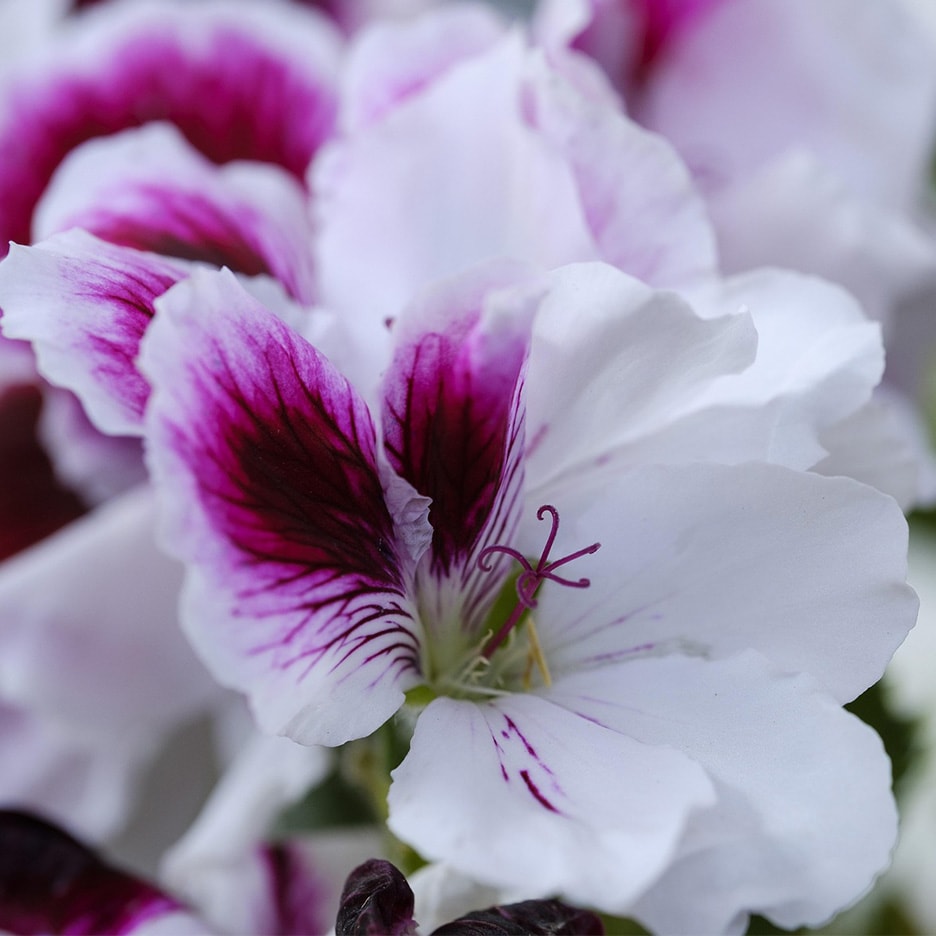 Nahaufnahme einer weißen Blüte mit lila und dunkelroten Akzenten