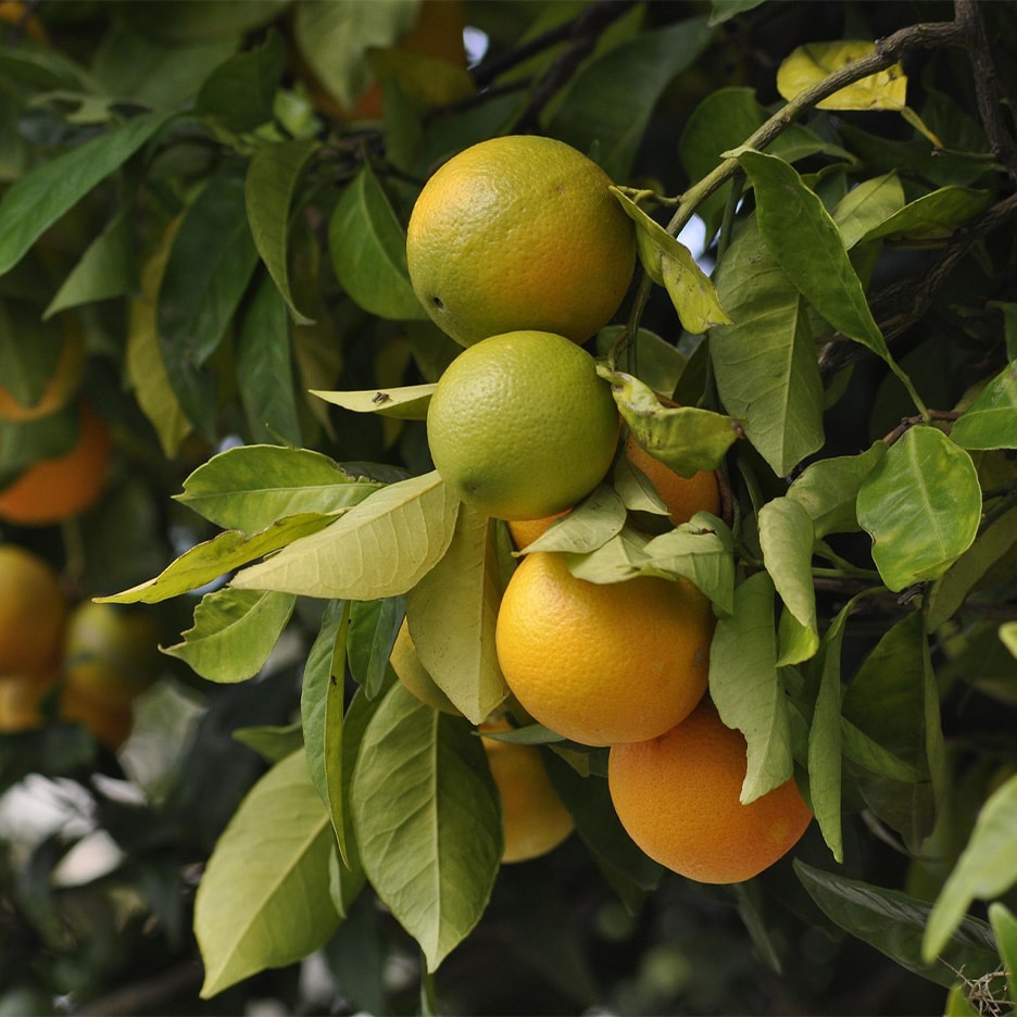 Reife und unreife Orangen hängen an einem Baum mit grünen Blättern.