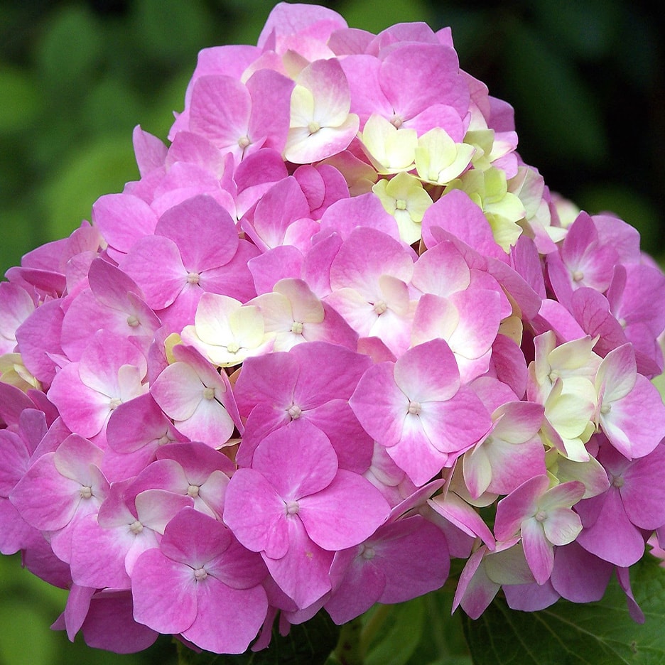 Nahaufnahme einer rosa Hortensie mit einigen hellgrünen Blüten in der Mitte.