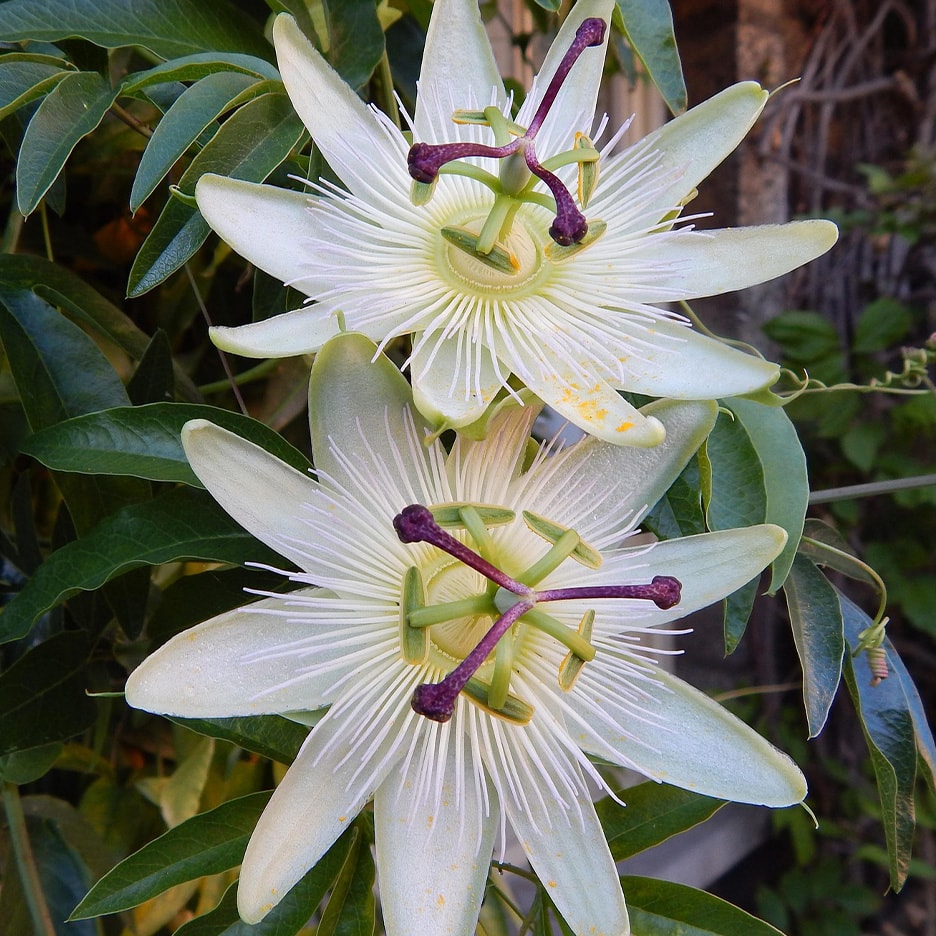 Zwei weiße Passionsblumen mit lila Staubgefäßen und grünen Blättern