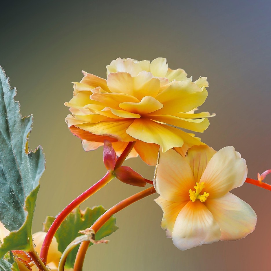 Zwei gelbe Begonienblüten, eine gefüllt und eine einfach, an roten Stielen.