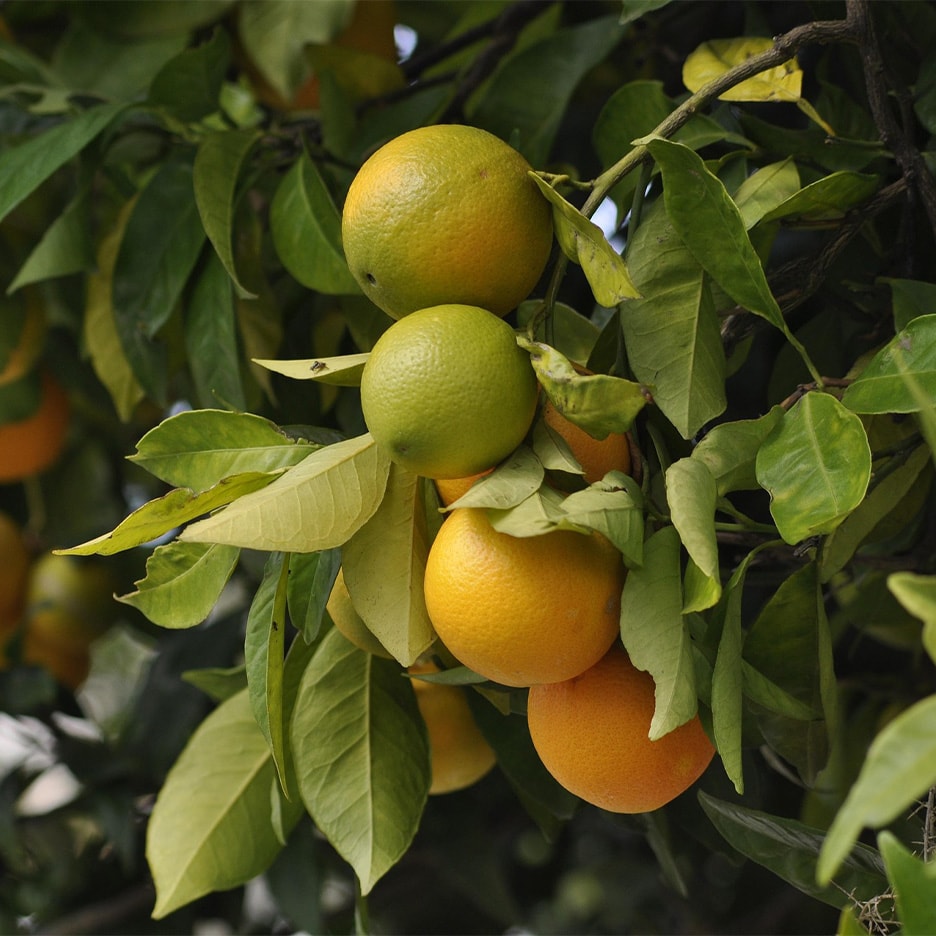 Reife und unreife Orangen hängen an einem Baum mit grünen Blättern.