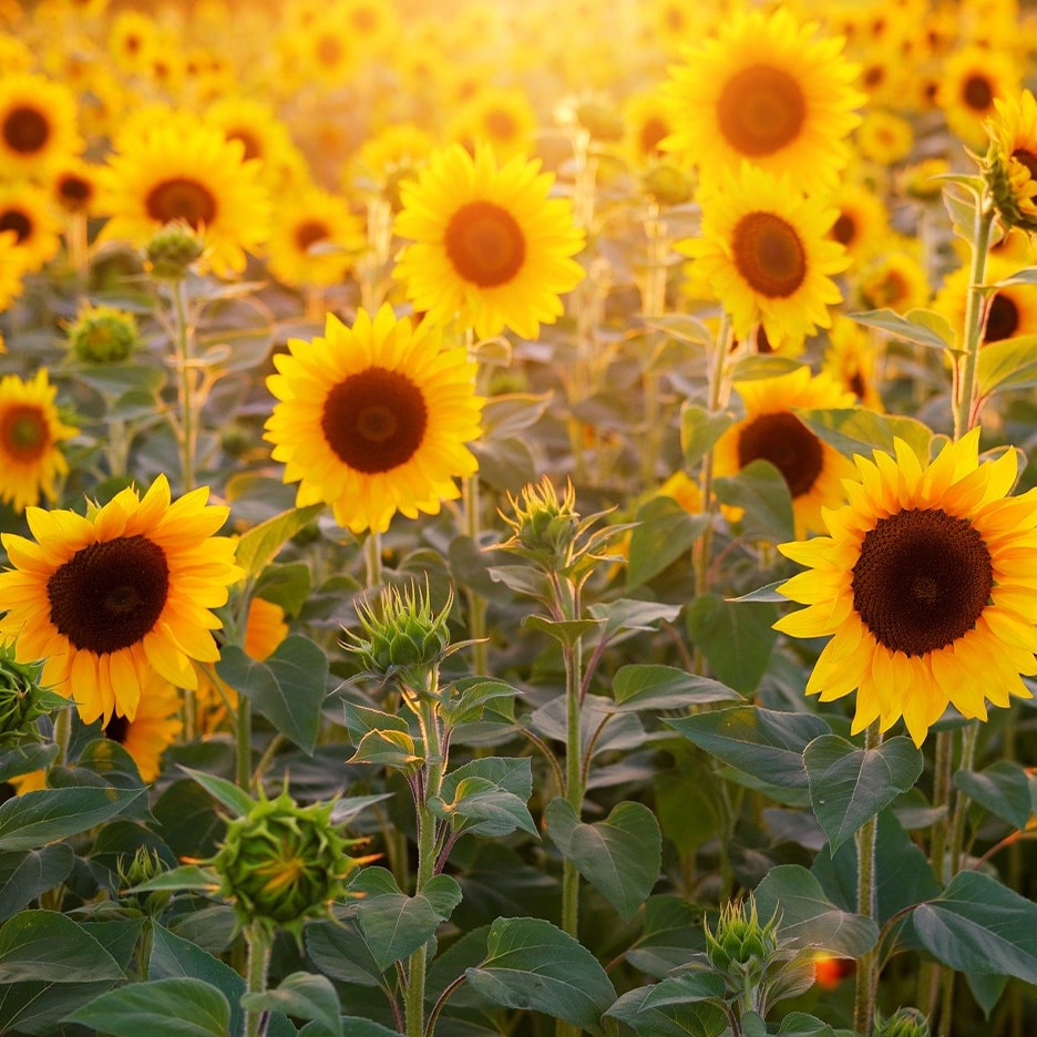 Ein Feld voller Sonnenblumen in der Abendsonne, einige in voller Blüte, andere als Knospen.