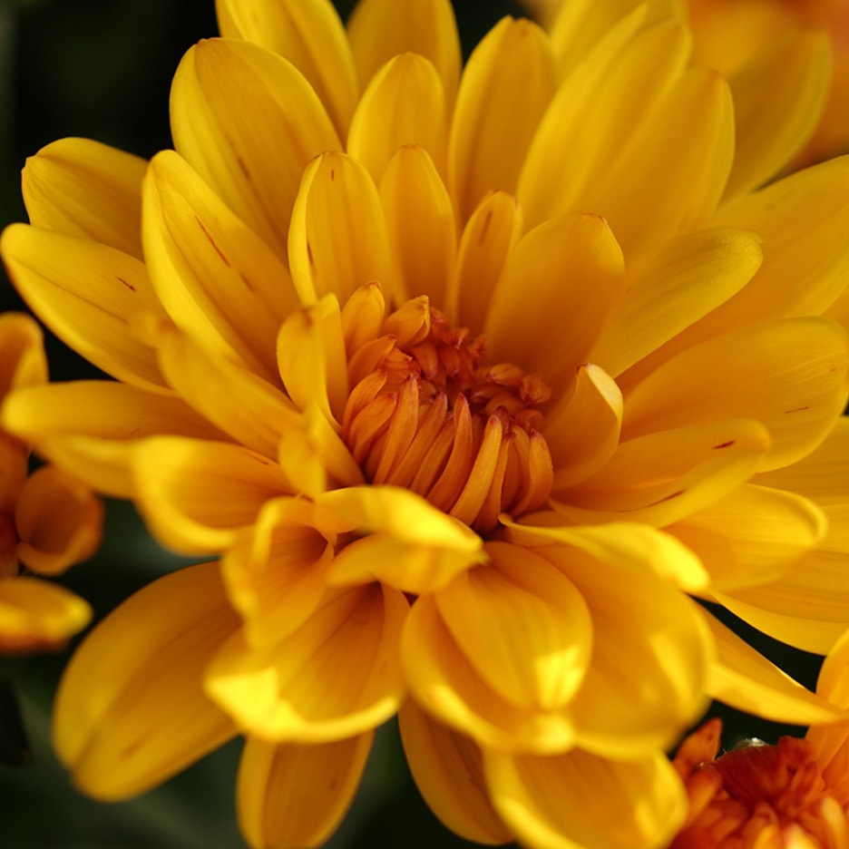 Nahaufnahme einer leuchtend gelben Blume mit orangefarbener Mitte.