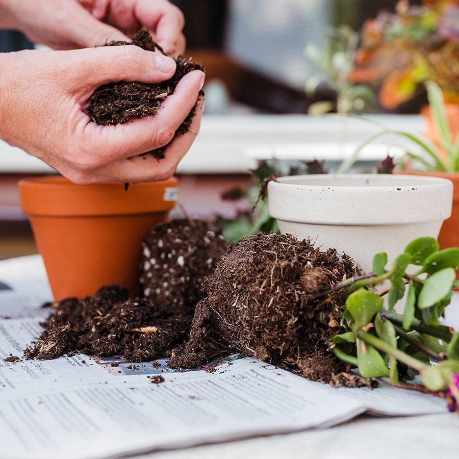 Mains rempotant une plante dans un pot en terre cuite, avec de la terre et des pots vides.