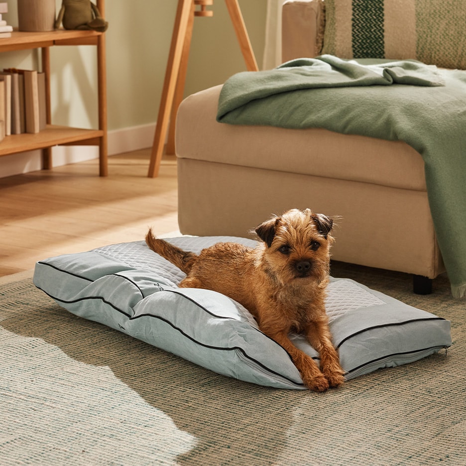 Ein Terrier auf einem hellblauen Hundekissen in einem modernen Wohnzimmer.