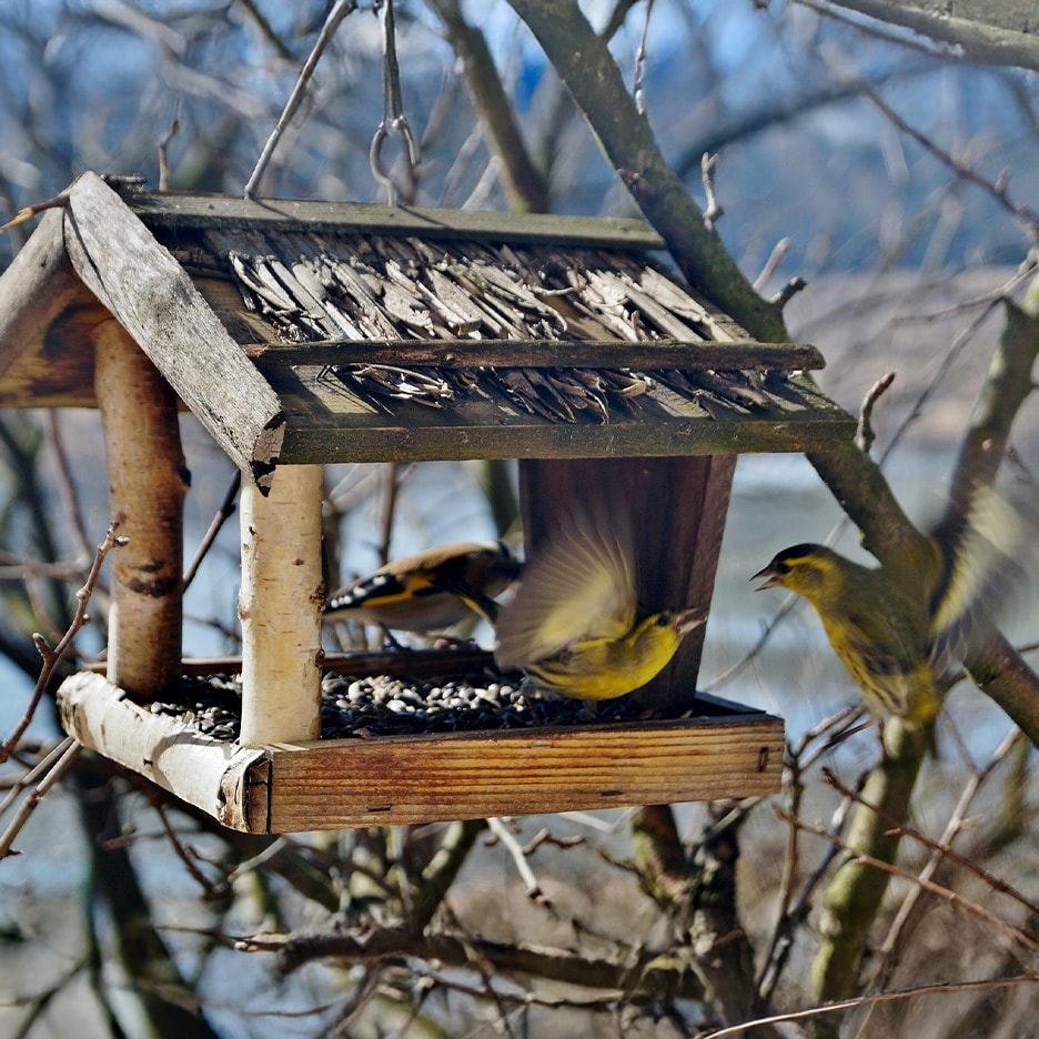 Drei Vögel fressen in einem rustikalen Holzvogelhaus, das mit Samen gefüllt ist.