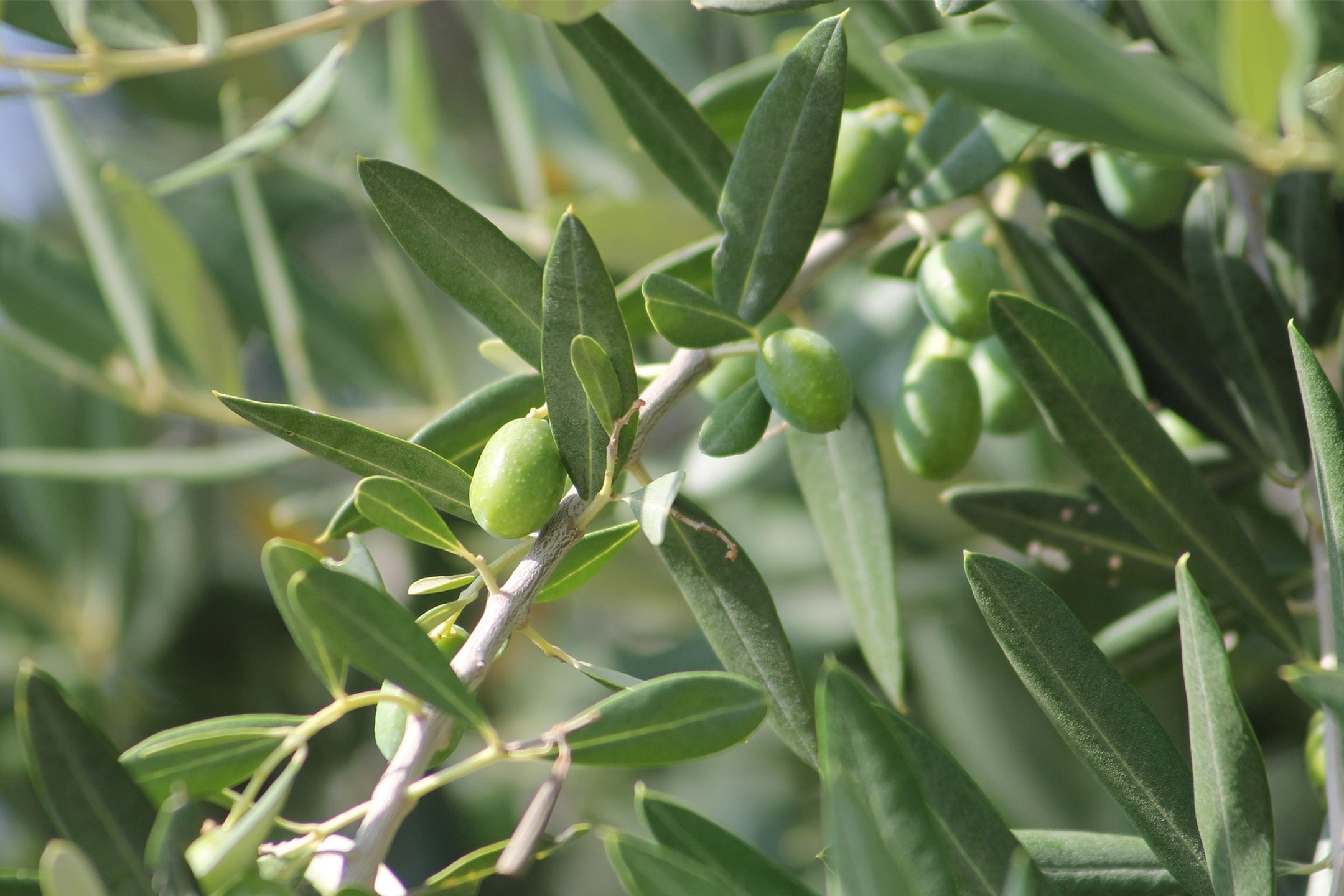 Primo piano di olive verdi su un ramo con foglie, illuminate dal sole.