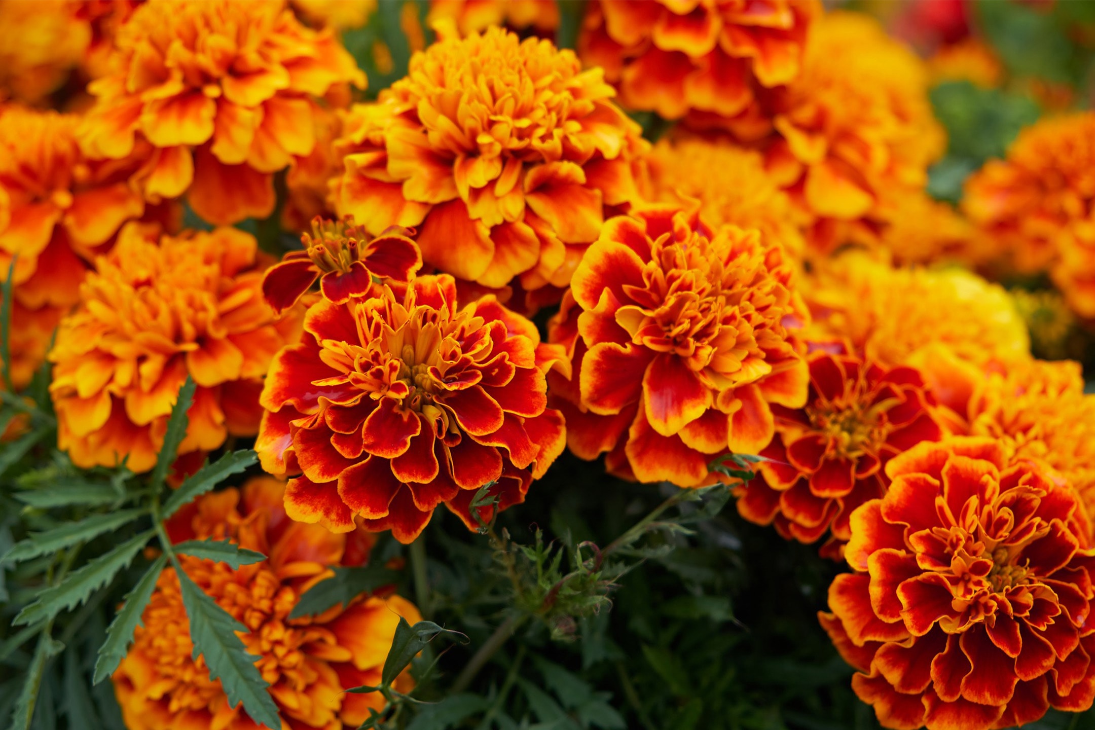 Fiori di calendula arancioni e rossi in piena fioritura, con foglie verdi sullo sfondo.