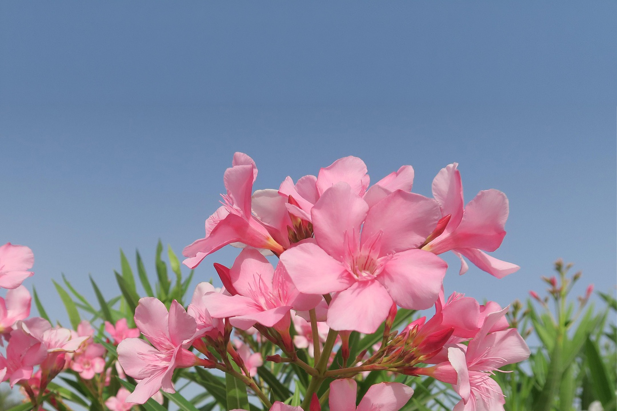 Rosa Oleanderblüten mit grünen Blättern und blauem Himmel.