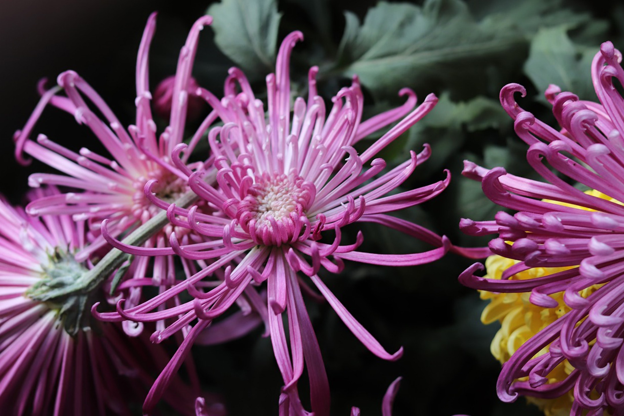 Nahaufnahme von rosa und gelben Spinnenchrysanthemen mit grünen Blättern im Hintergrund.