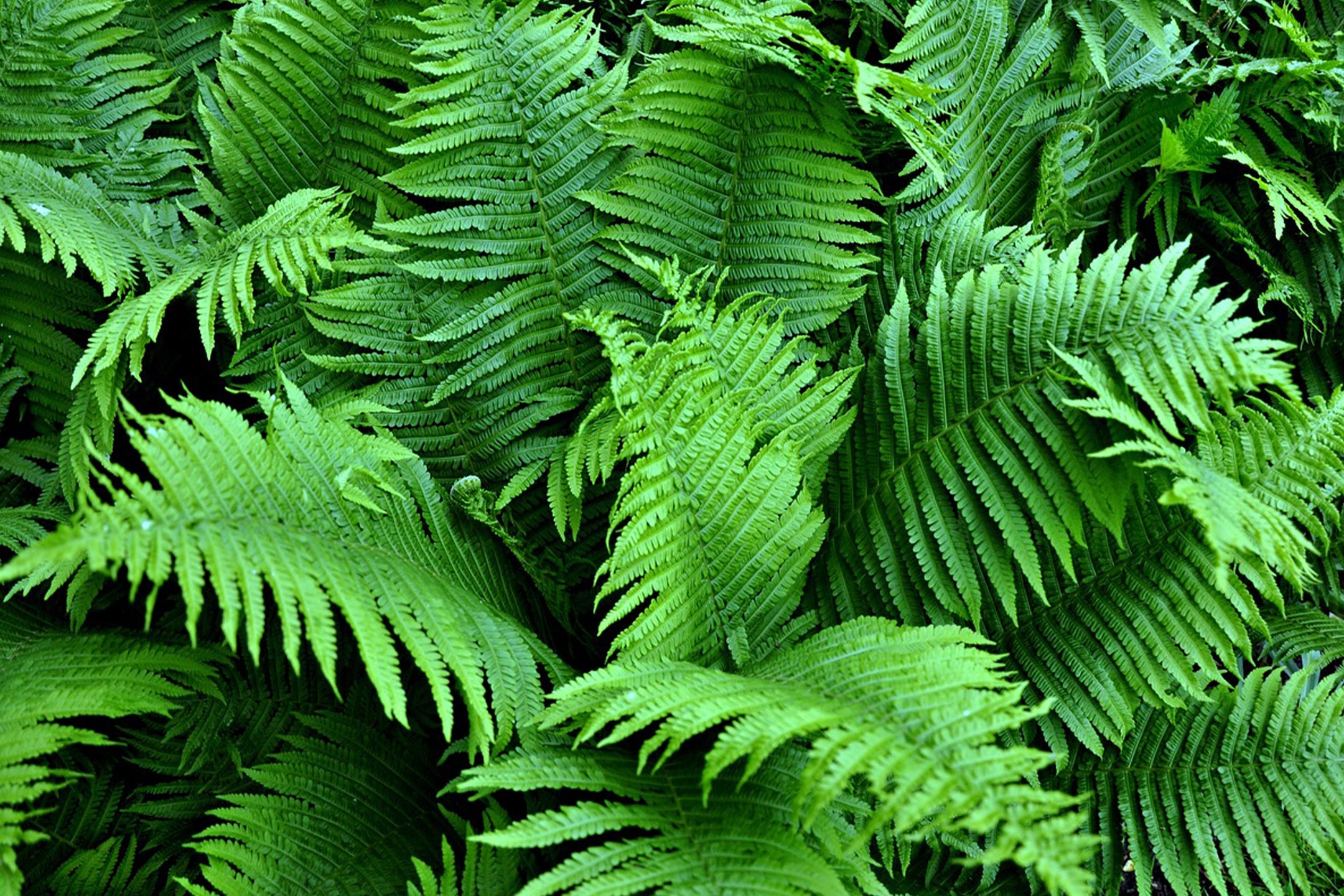 Dichte, leuchtend grüne Farnblätter, die einen üppigen, natürlichen Hintergrund bilden.